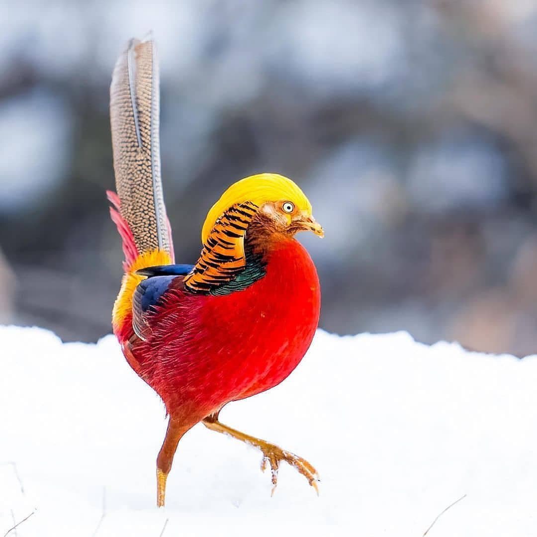 sreenivash20032's tweet photo. Golden pheasent
The golden pheasant (Chrysolophus pictus), also known as the Chinese pheasant, and rainbow pheasant, is a gamebird of the order Galliformes (gallinaceous birds) and the family Phasianidae .
#phasianidae #rainbow https://t.co/STTCbcNu0g