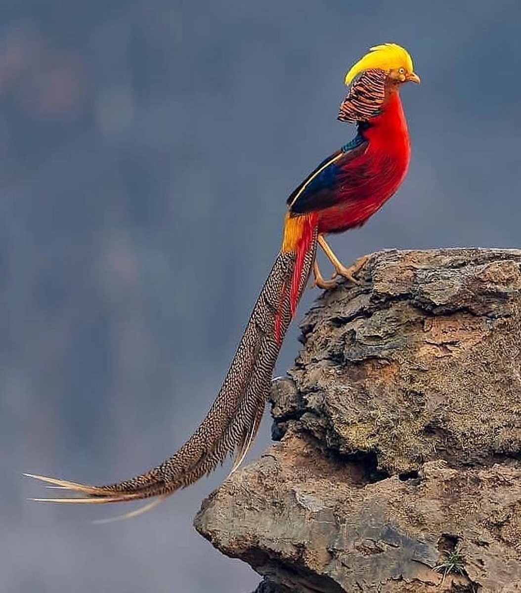 sreenivash20032's tweet photo. Golden pheasant
The golden pheasant (Chrysolophus pictus), also known as the Chinese pheasant, and rainbow pheasant, is a gamebird of the order Galliformes (gallinaceous birds) and the family Phasianidae.
#phasianidae #rainbow https://t.co/91aBJxc3Uj