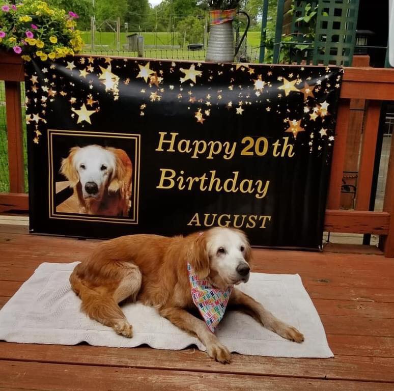 Meet August, officially the oldes living Golden Retriever, she turned 20 years today ❤️.