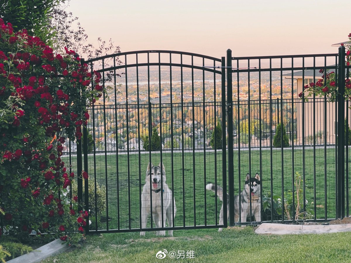 Gala 另维 tweet media