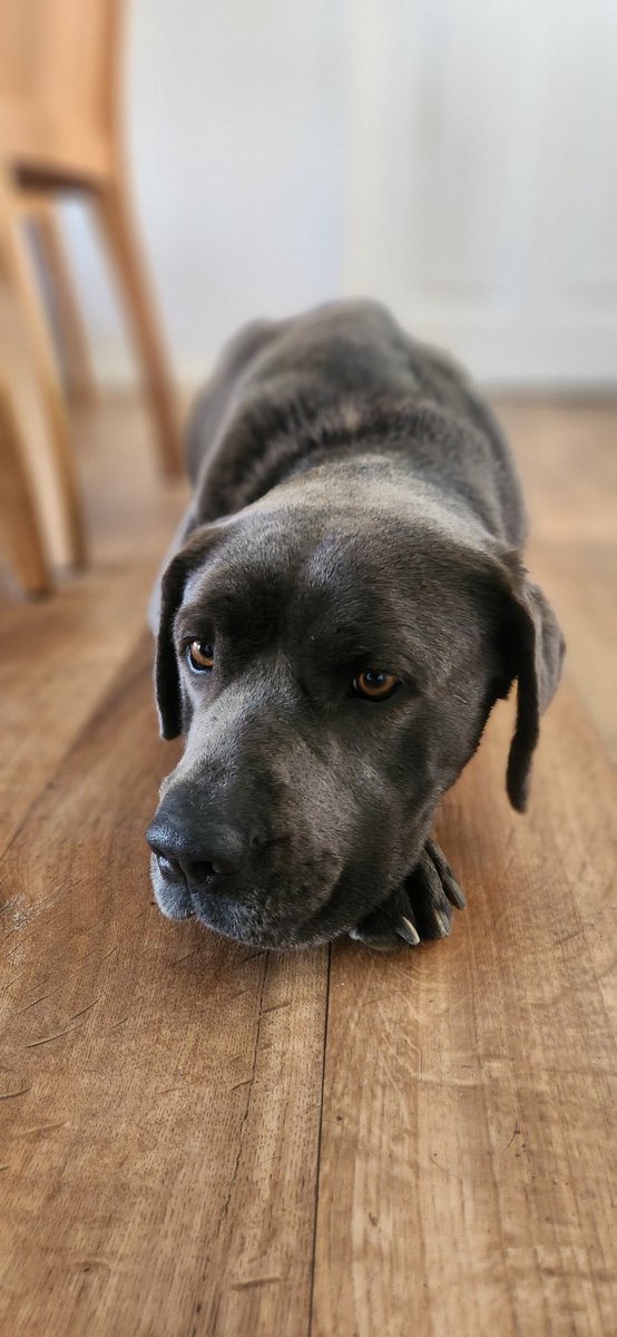 SideEyeQueen666's tweet photo. Oh how I adore you beautiful girl 🐾

#newaddition #ruby #mastiff #canecorso #mastiffxcanecorso #puppy #dog #bigpuppy #bigdog #newpuppy #newdog #puppyofinstagram #dogofinstagram #likeforlike #followforfollow #spamforspam https://t.co/Fhp27FpGkE