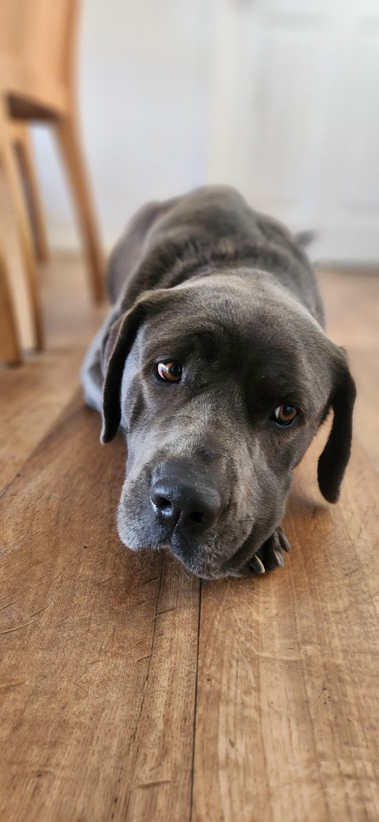 SideEyeQueen666's tweet photo. Oh how I adore you beautiful girl 🐾

#newaddition #ruby #mastiff #canecorso #mastiffxcanecorso #puppy #dog #bigpuppy #bigdog #newpuppy #newdog #puppyofinstagram #dogofinstagram #likeforlike #followforfollow #spamforspam https://t.co/Fhp27FpGkE