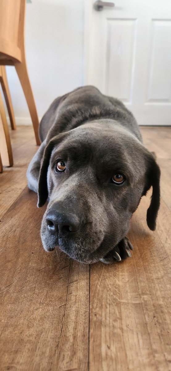 SideEyeQueen666's tweet photo. Oh how I adore you beautiful girl 🐾

#newaddition #ruby #mastiff #canecorso #mastiffxcanecorso #puppy #dog #bigpuppy #bigdog #newpuppy #newdog #puppyofinstagram #dogofinstagram #likeforlike #followforfollow #spamforspam https://t.co/Fhp27FpGkE