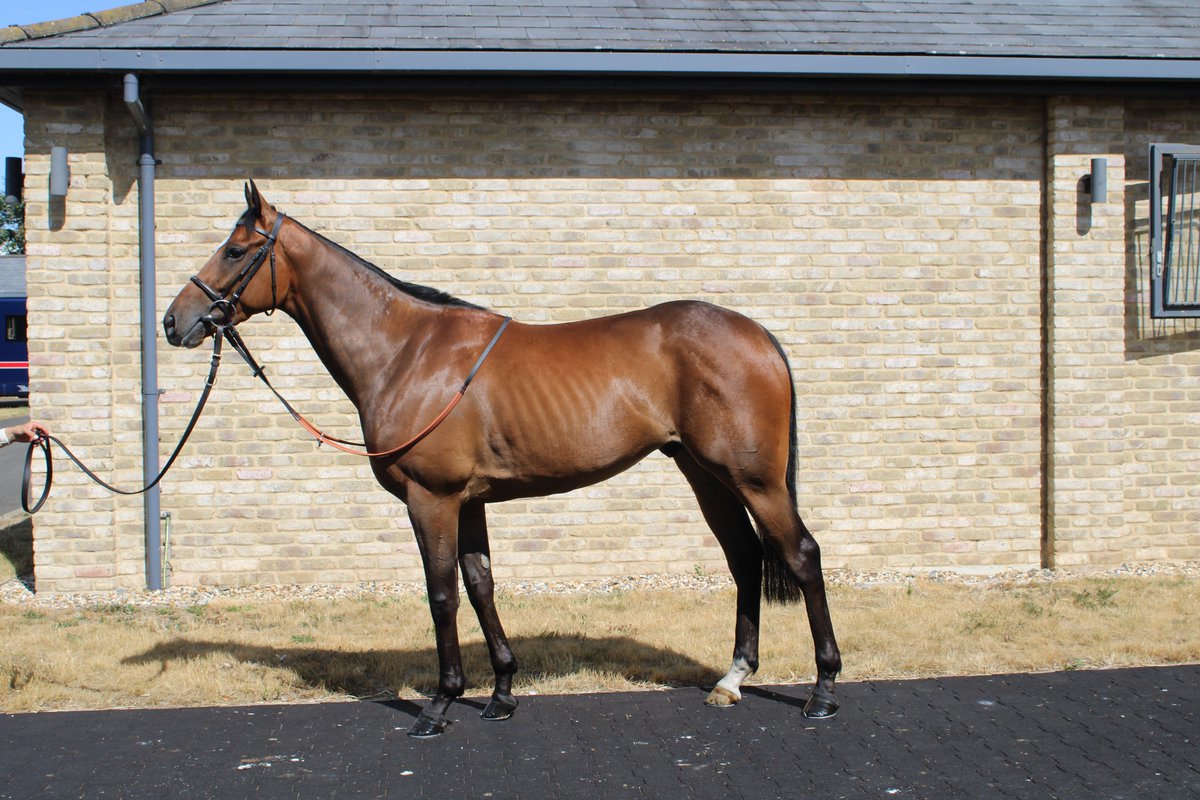 William Knight (@wknightracing) on Twitter photo Today's runners <a href="/GTYarmouthRaces/">Great Yarmouth Races</a> :
2.32pm ANGEL'S SHARE (<a href="/linusghiani99/">Marco Ghiani</a>) runs over 7f
4.12pm GLITTER CODE (<a href="/linusghiani99/">Marco Ghiani</a>) runs over 1m2f
5.12pm BLUE TRAIN (Brandon Wilkie) runs over 1m
Good Luck π
Sponsored by <a href="/chestnutgroupUK/">CHESTNUT</a> and <a href="/IMPGraphics/">imp</a> Today's runners <a href="/GTYarmouthRaces/">Great Yarmouth Races</a> :
2.32pm ANGEL'S SHARE (<a href="/linusghiani99/">Marco Ghiani</a>) runs over 7f
4.12pm GLITTER CODE (<a href="/linusghiani99/">Marco Ghiani</a>) runs over 1m2f
5.12pm BLUE TRAIN (Brandon Wilkie) runs over 1m
Good Luck π
Sponsored by <a href="/chestnutgroupUK/">CHESTNUT</a> and <a href="/IMPGraphics/">imp</a>