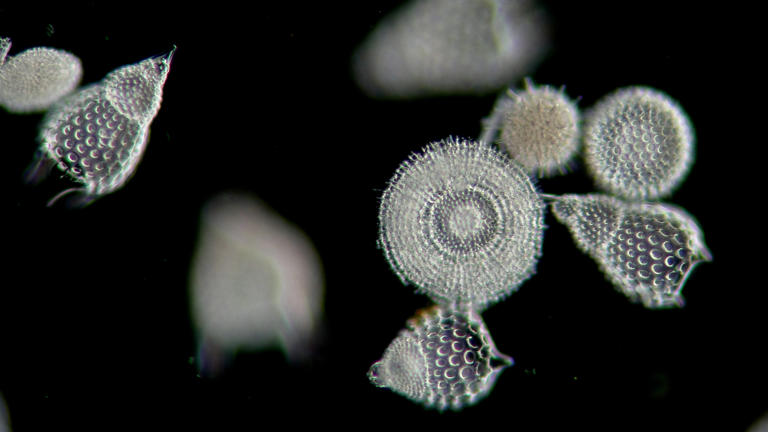 byolacademy's tweet photo. So, is it even alive? Viruses aren't alive because they can't reproduce on their own
Its from #Archea family and makes it interesting because Archea are ancient life forms which are ancestors of eukaryotes that includes us so this 'thief' might could be very distant family tree. https://t.co/Ws3He8mZ4Z