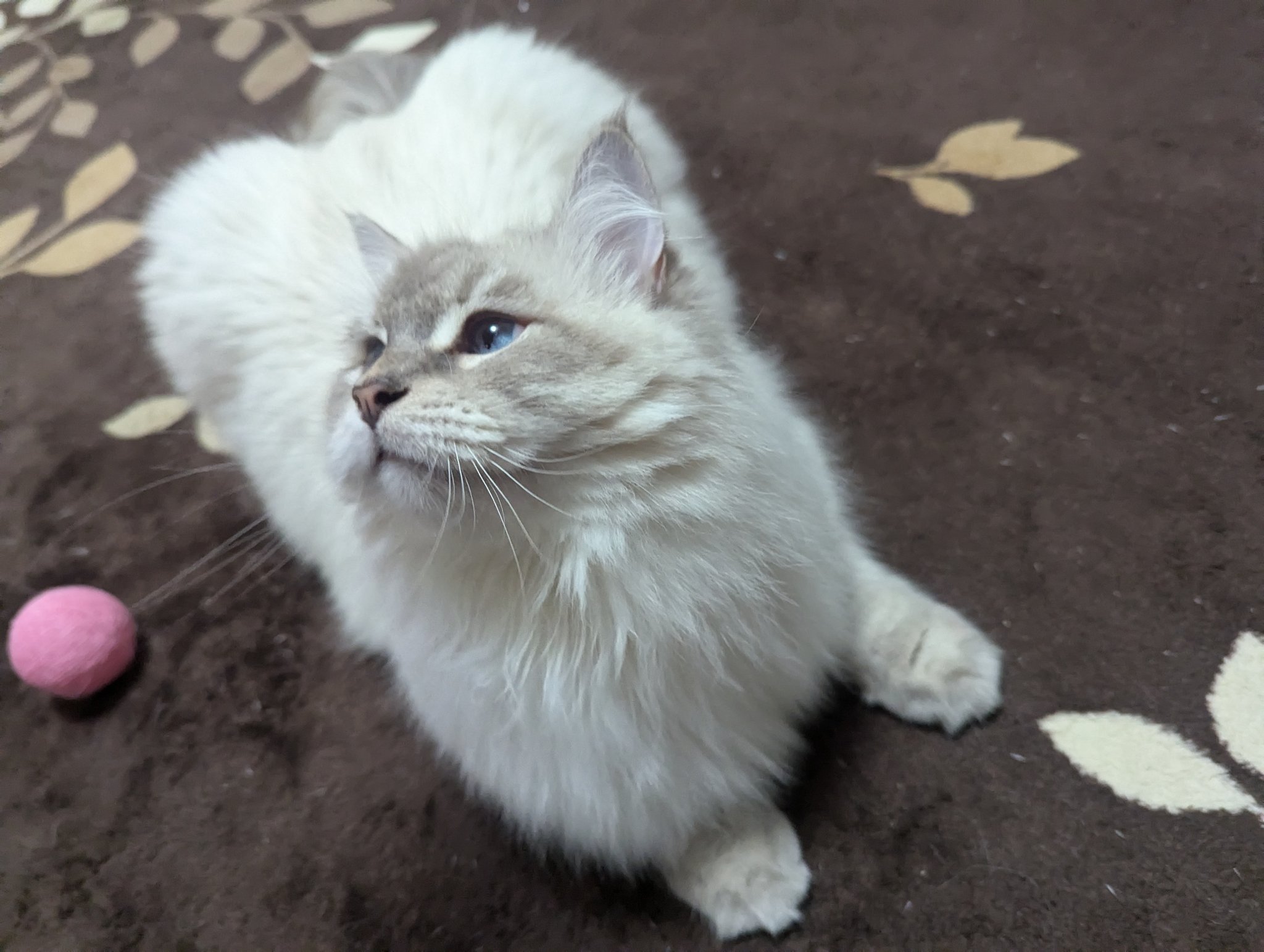 猫じゃらし様♡ありがとうございます♡ iMSさん on X: 