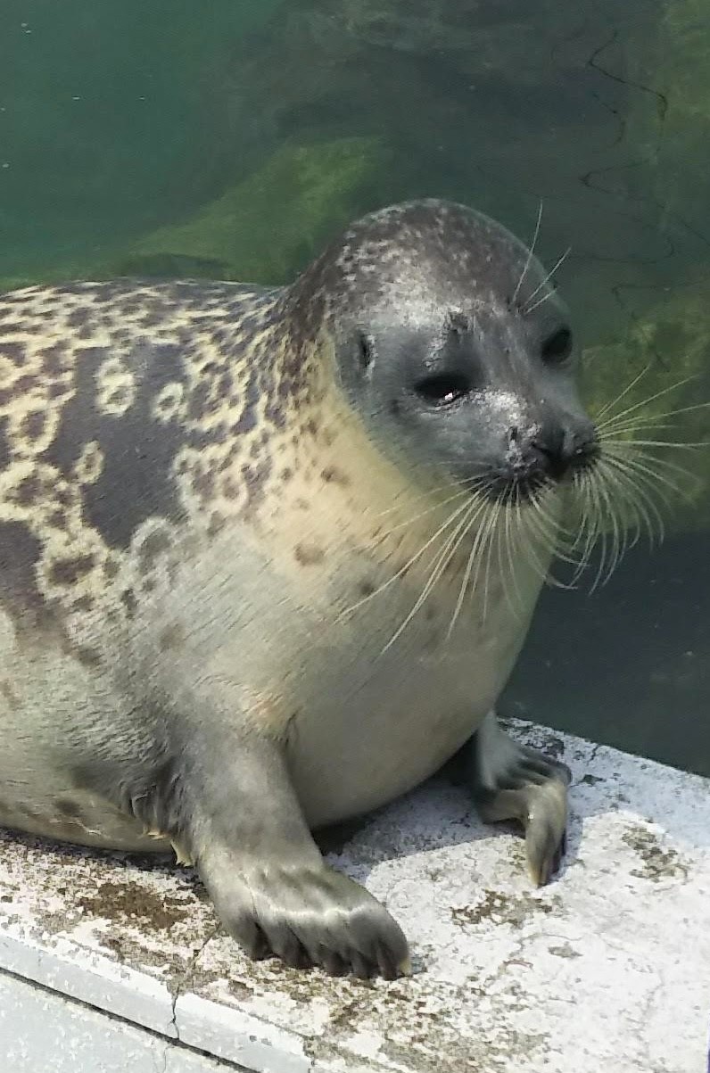 アザラシ  Baby Spotted Seal (Oga Aquarium GAO, Akita, Japan) April 11
