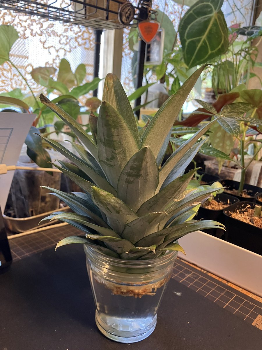 #朝活書写
絶賛追っかけ中！
パイナップル🍍始めました