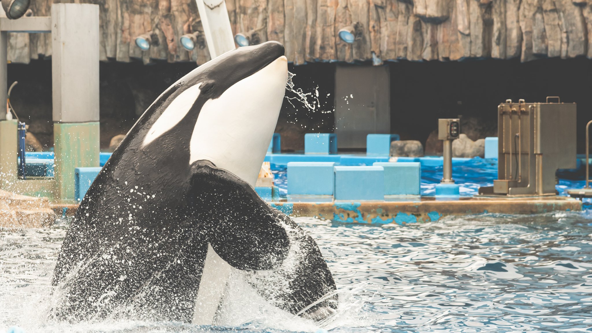 アースラ 七つの海の騙し屋 2枚 ディズニー ロルカナ アースラ エンチャンテッド 七つの海の騙し