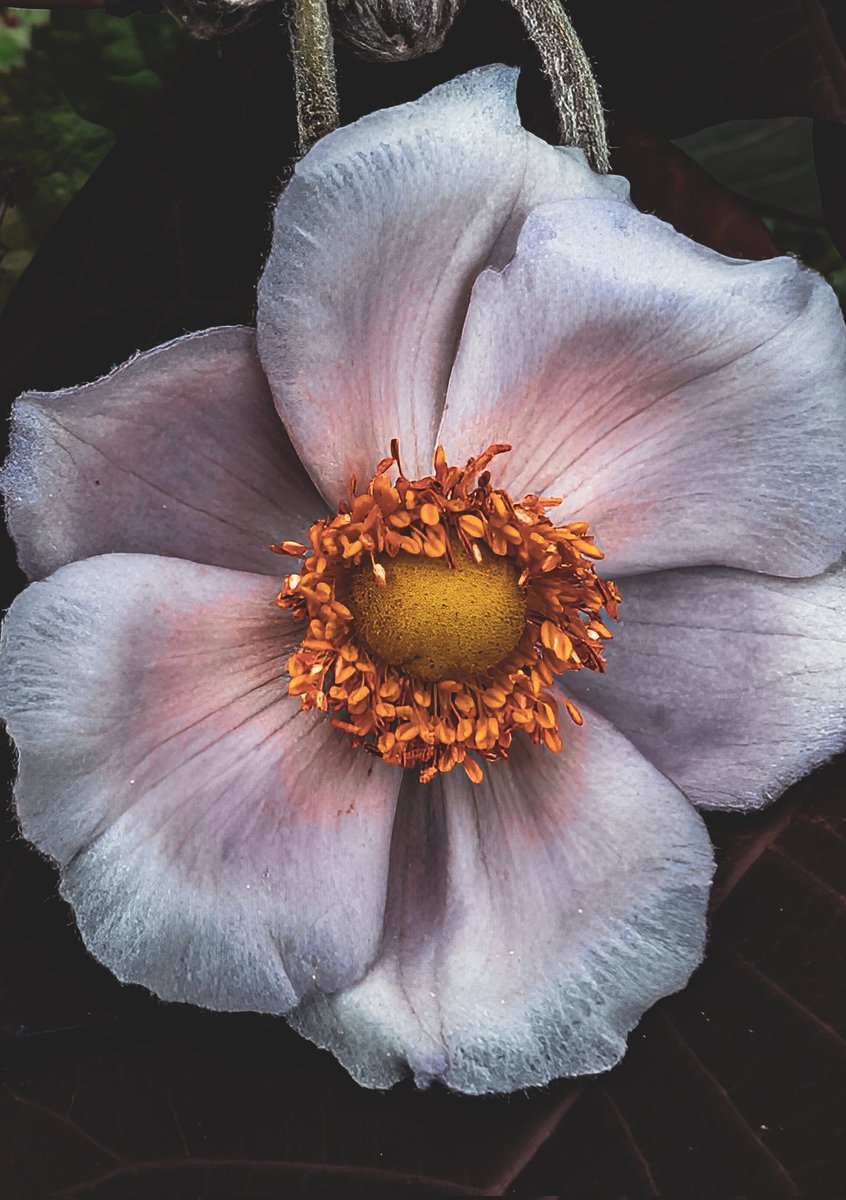 psychoticstate's tweet image. Moody beauty 😻 
#NaturePhotography #FlowersOnX