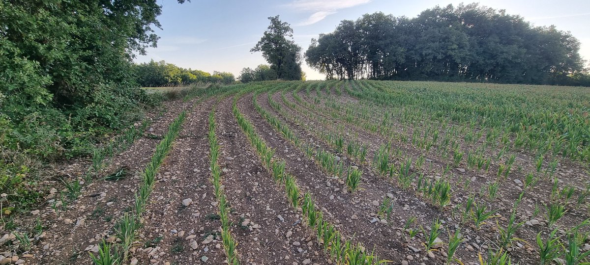 Buard Vincent🇫🇷👨🌾🌻🌽🐞🐝 tweet media