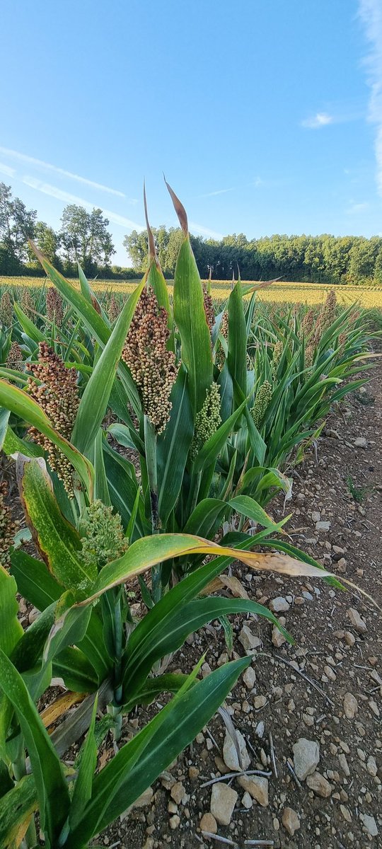 Buard Vincent🇫🇷👨🌾🌻🌽🐞🐝 tweet media