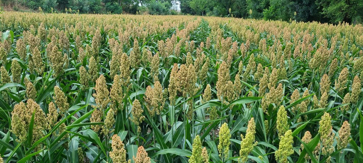 #50NuancesdeSorgho
3 situations
seulement 1 sera rentable
Et que l'on me bassine pas avec l'agroforesterie et le bénéfice des arbres 
Pas deau pas de plantes miracle
A suivre maïs dry et tournesol pour comparer en 2nd Tweet
#Agriculture