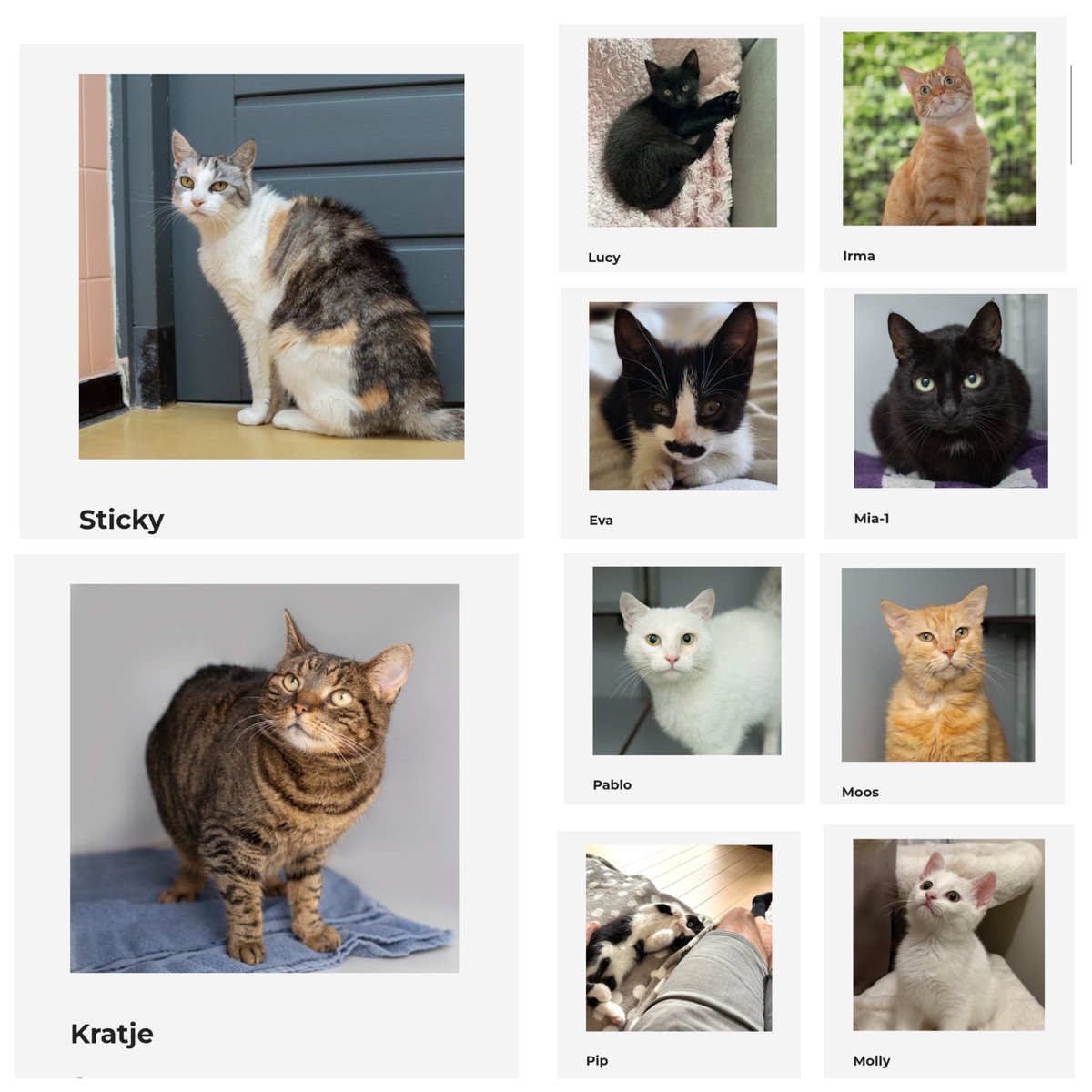 Onze plaatsbare katten. 

Wil jij meer weten van deze dieren? Kijk dan op onze website. 

dierenasielzwolle.nl/ik-zoek-een-ka…