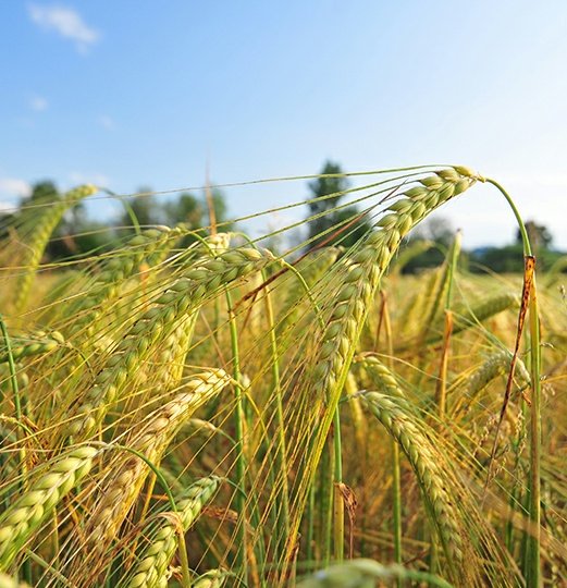 Lughnasadh, also as Lammas or First Harvest. The fields of grain are being cut and John Barleycorn stands bent and bearded on a crooked cane.

Lammas from the Anglo-saxon hlaef-mass; the ritual use of the first loaf of bread baked from harvested grain.

#FolkloreSunday #Druidry