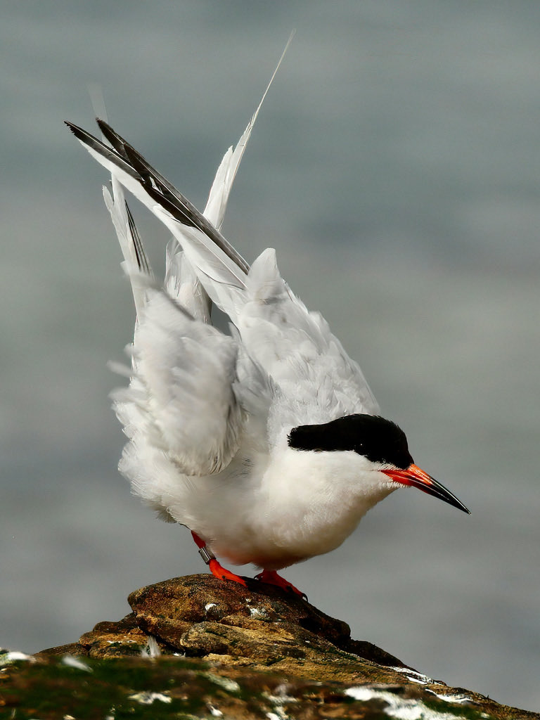 Tom Cadwallender (@tomcadwallender) on Twitter photo #SuperSeabirdSunday Roseate Tern getting for departure from the Northumberland coast, David. <a href="/SteelySeabirder/">David Steel</a> #SuperSeabirdSunday Roseate Tern getting for departure from the Northumberland coast, David. <a href="/SteelySeabirder/">David Steel</a>