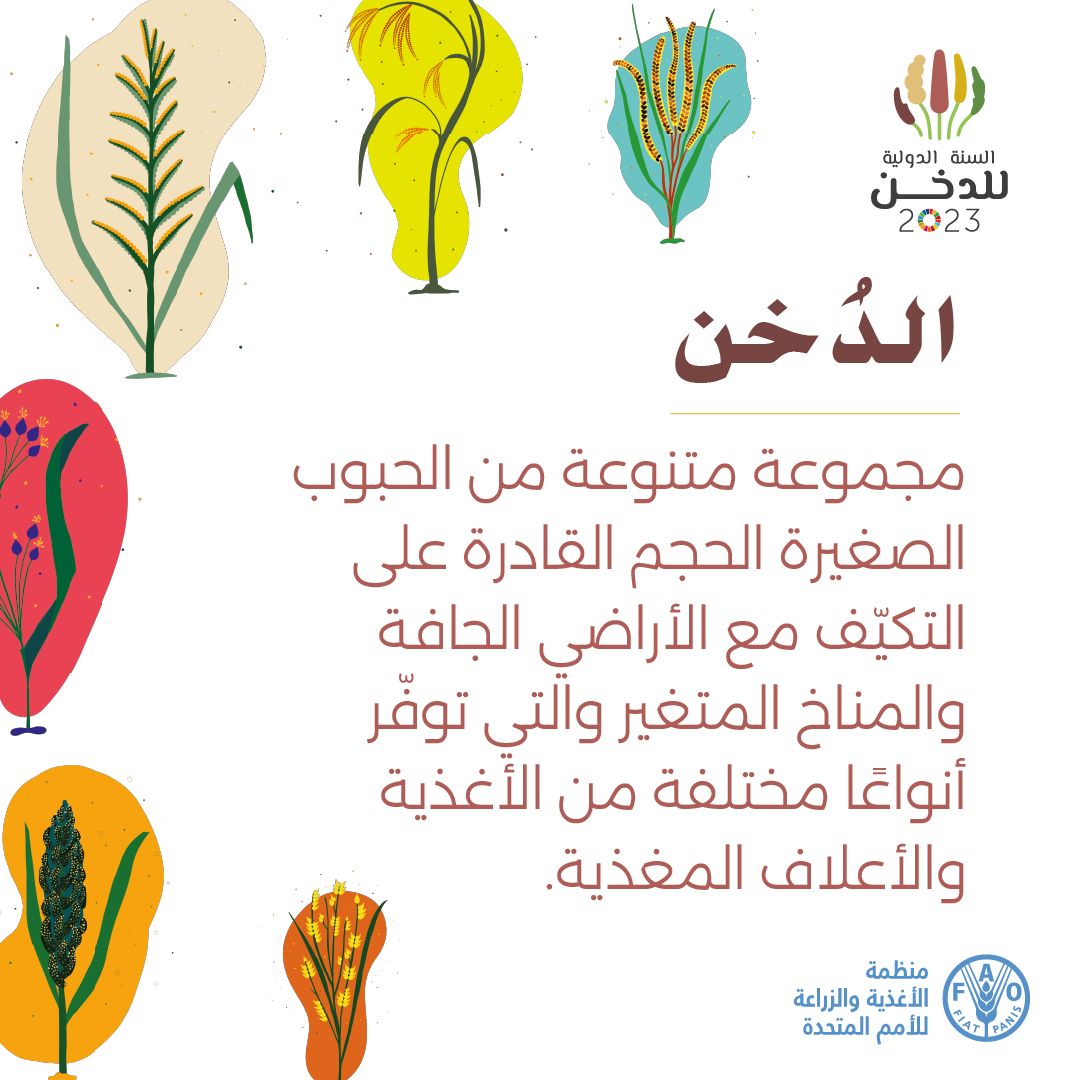 الدخن لذيذ ومغذي وصحي لنا وللكوكب.

ولكن ما هو الدخن بالضبط؟

بالنسبة للمبتدئين، يشمل الدخن اللؤلؤ، والبروسو، والثعلبي، والكودو، والبنية البنية، والإصبعي، والغيني، والفونيو، والذرة الرفيعة، والتيفو وغيرهم.