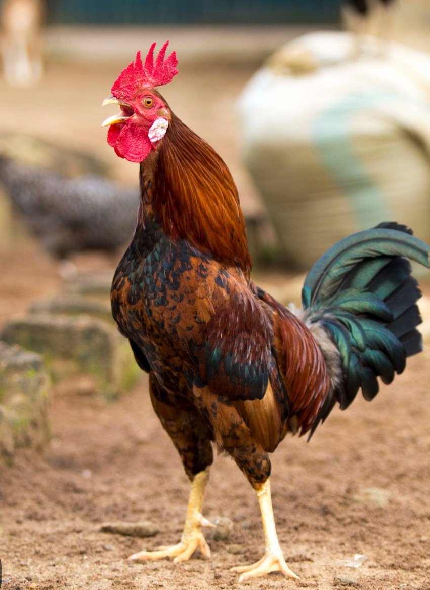 UptonCottage's tweet photo. @katewifu You asked for a picture of my cock so here it is https://t.co/qqsR3ytDLm