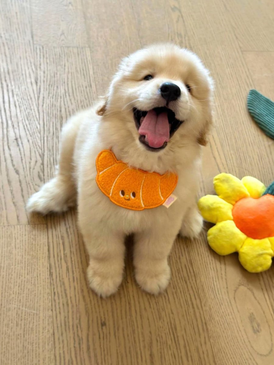 puppies_video's tweet photo. So cute puppy https://t.co/QMzuEb58XA