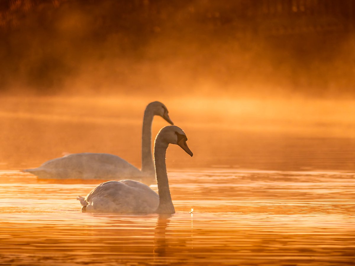 monkbonk's tweet image. Have a swantastic #Swanday troops 🦢🤍🧡 after wee brake I’m back with a swanday thread… you know the drill… 🤍