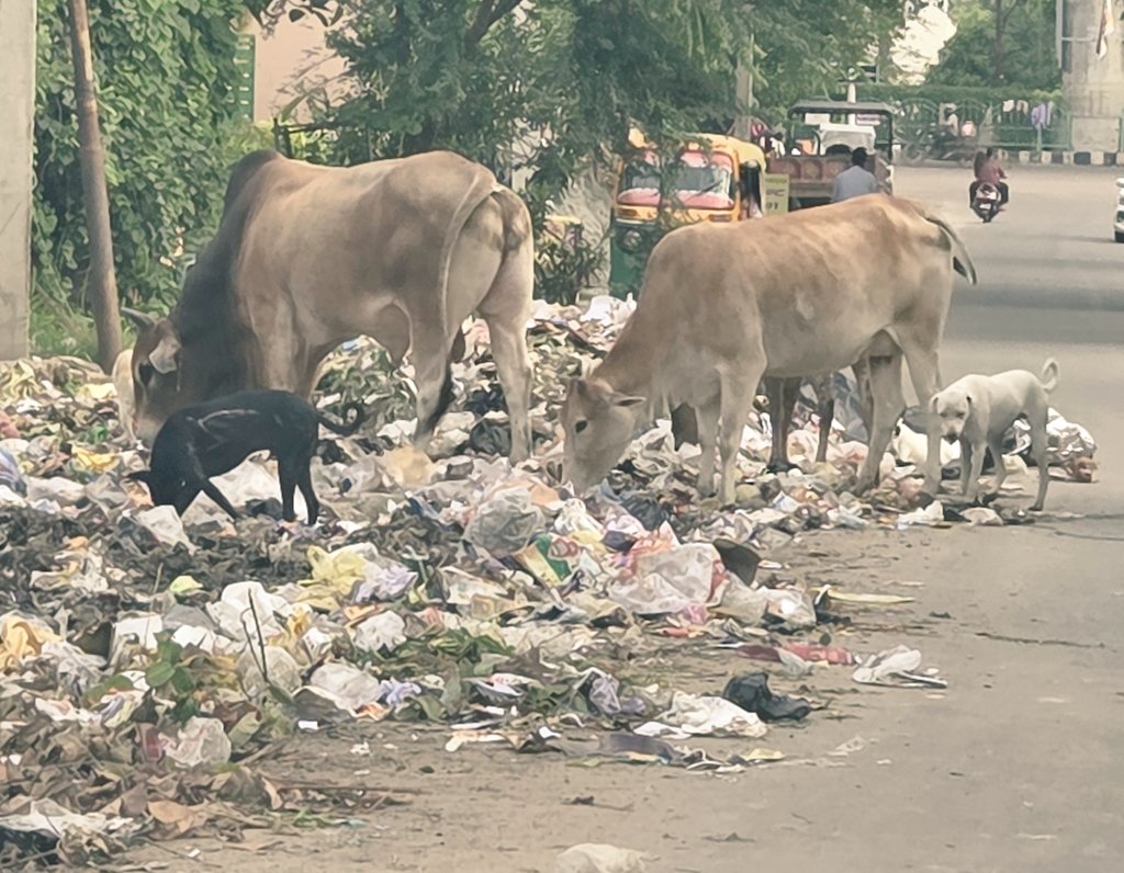 क्या सिंहासन क्या है शासन भूख है मिटती नहीं
औलाद तेरी सड़ सड़ मरेगी चीख ये दिखती नही

गोकर्णी श्राप याद करो 
गोपाष्टक वृतांत स्मृति करो 
वो इतिहास दर्ज हुए 
अपनी बारी का सब्र करो