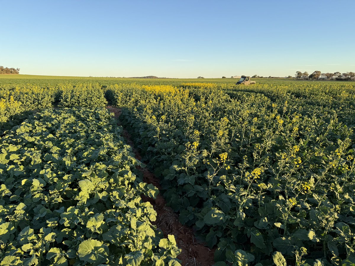 Barry Haskins (@agrobaz) on Twitter photo Canola trials really starting to pump now after an inch last week 👍👌 #aggrowagronomy
Still only 135mm ytd! We will need a spring to finish these imo.
We have trials collaborating with most canola companies this yr 👍 Canola trials really starting to pump now after an inch last week 👍👌 #aggrowagronomy
Still only 135mm ytd! We will need a spring to finish these imo.
We have trials collaborating with most canola companies this yr 👍