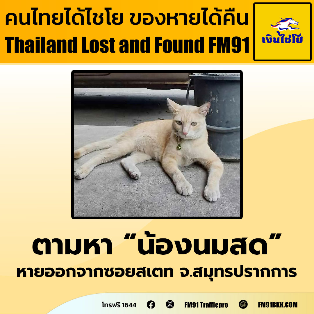 fm91trafficpro's tweet photo. คุณเสกสรรค์ สวัสดิรักษา ตามหาแมวเพศผู้ ทำหมันแล้ว ชื่อ "น้องนมสด" สวมปลอกคอสีเขียว หายออกจากซอยสเตท ต.โรงเหนือ จ.สมุทรปรากการ วันที่ 18 มิ.ย. 68
หากใครพบเห็นติดต่อกลับที่หมายเลขโทรฟรี 1644 สวพ.FM91 ได้ตลอด 24 ชั่วโมง
คนไทยได้ไชโย ของหายได้คืน Thailand Lost and Found FM91
#แมวหาย #thailandlostandfoundfm91 #ของหายได้คืน #เงินไชโย