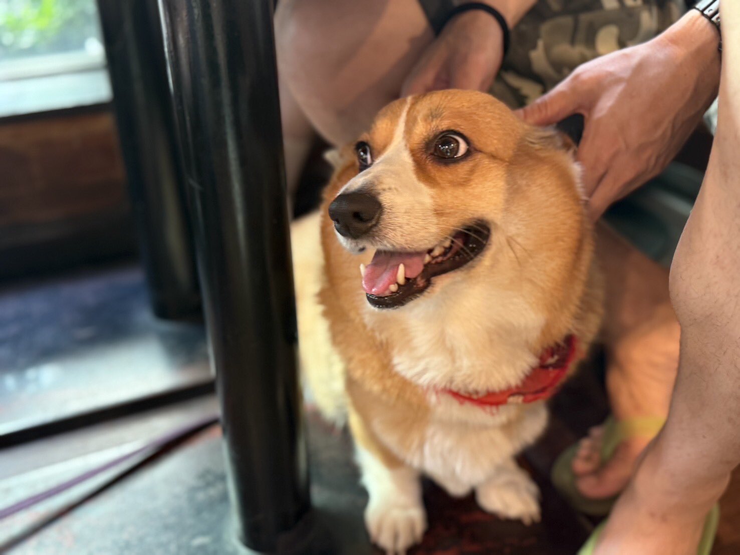 コーギー🐶May🐶 on X: 