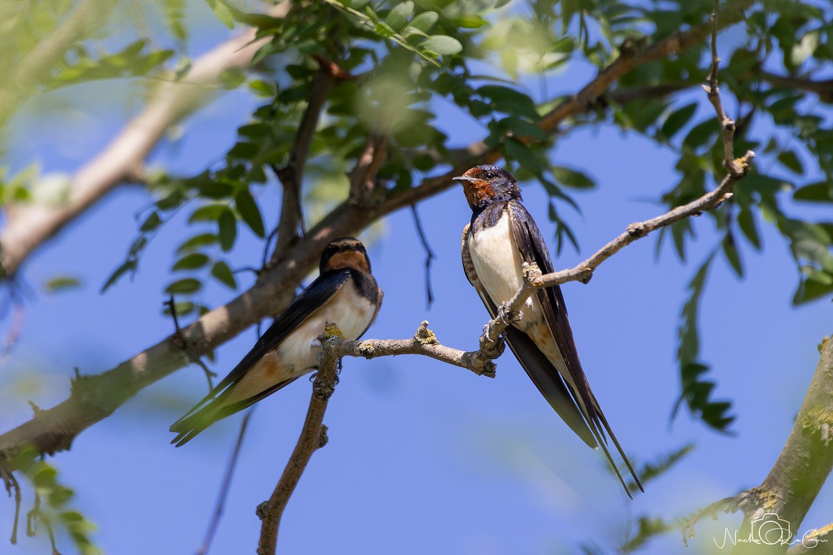 Golondrina común (Hirundo rustica).