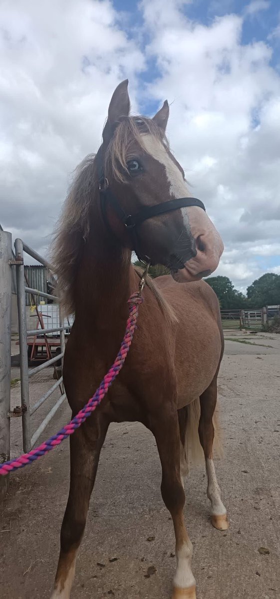 Good morning from our pretty Betty Boo 😍