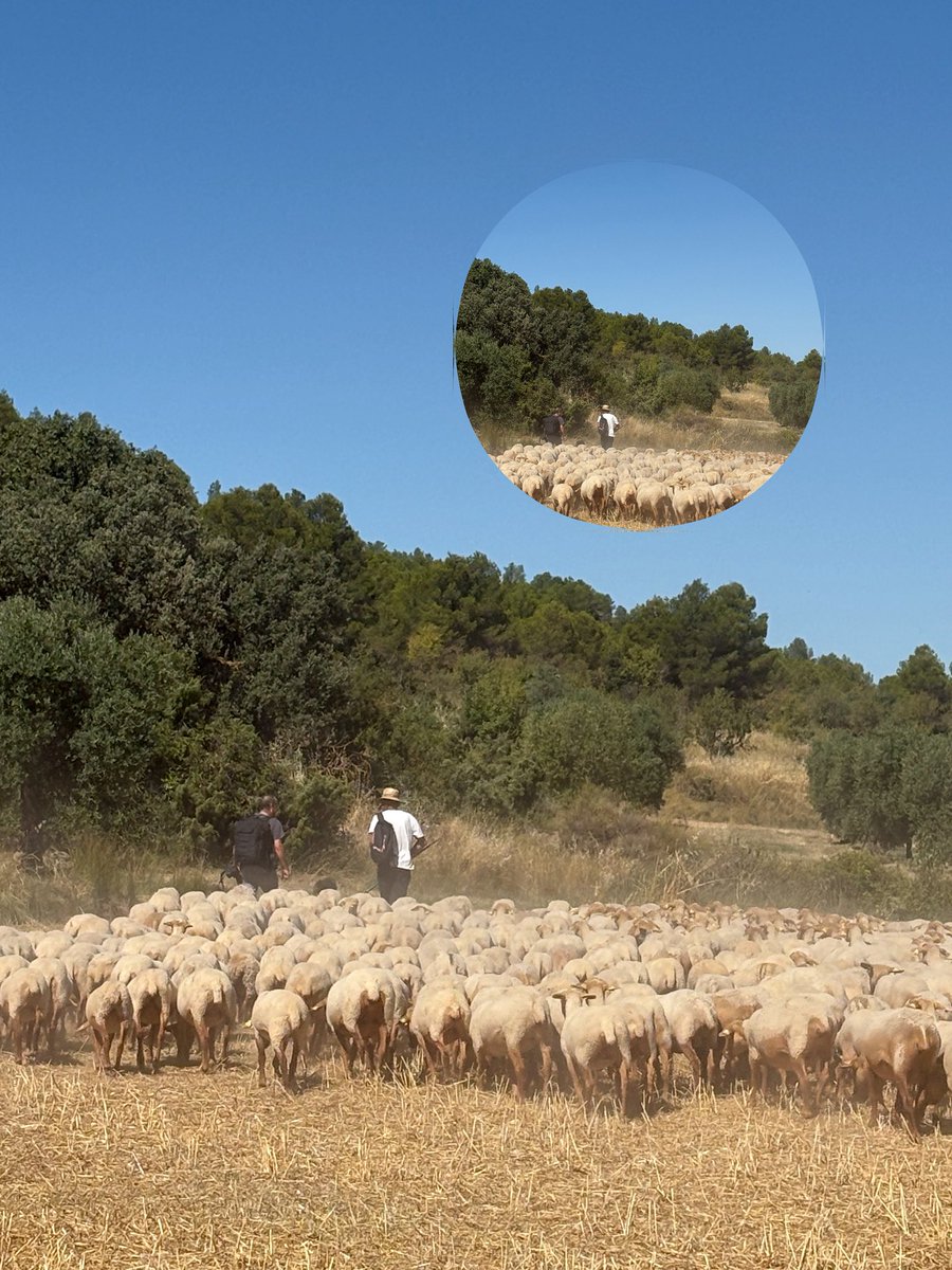 #BonDia #Lleida
Camins q faran i desfaran…#ELRAMATDELSARAN 🐑
