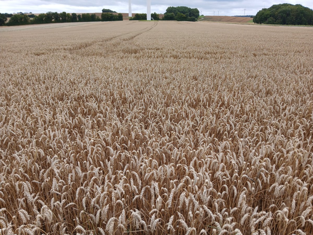 #Getreideernte 2025 Deutschland#Regensommer#Weizen #Roggen#Raps#Sommergerste nur regional ist die Ernte bereits eingebracht, in vielen Regionen dagegen, steht die Ernte zum größten Teil noch aus und kann erst voraussichtlich Ende nächster Woche fortgeführt werden .