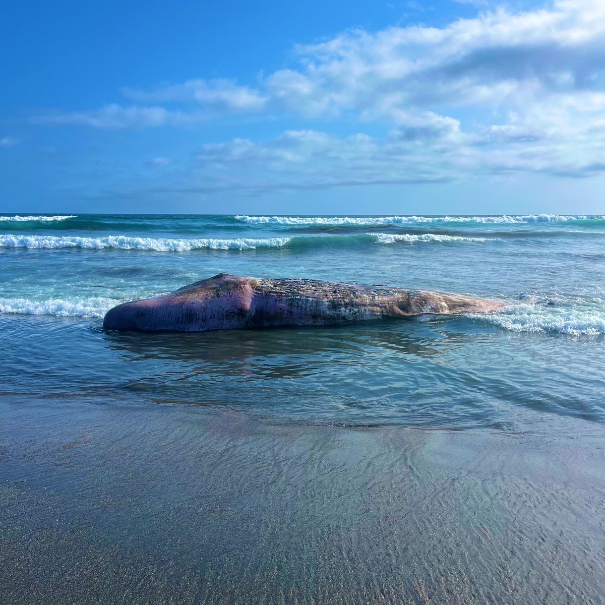 Necommenomicon's tweet photo. 🐳×1 https://t.co/MSOTWVRLvg