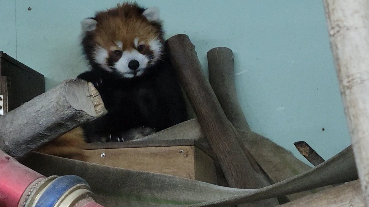 redpanda_dog's tweet photo. #大牟田市動物園　#レッサーパンダ　#マイ　すごくかわいい💡 https://t.co/ApXSApc5VP