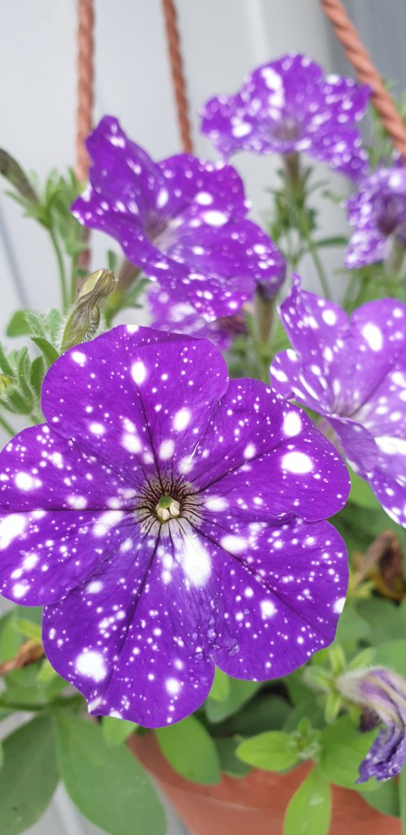 Девчулям цветочки!😁😘⚘⚘⚘