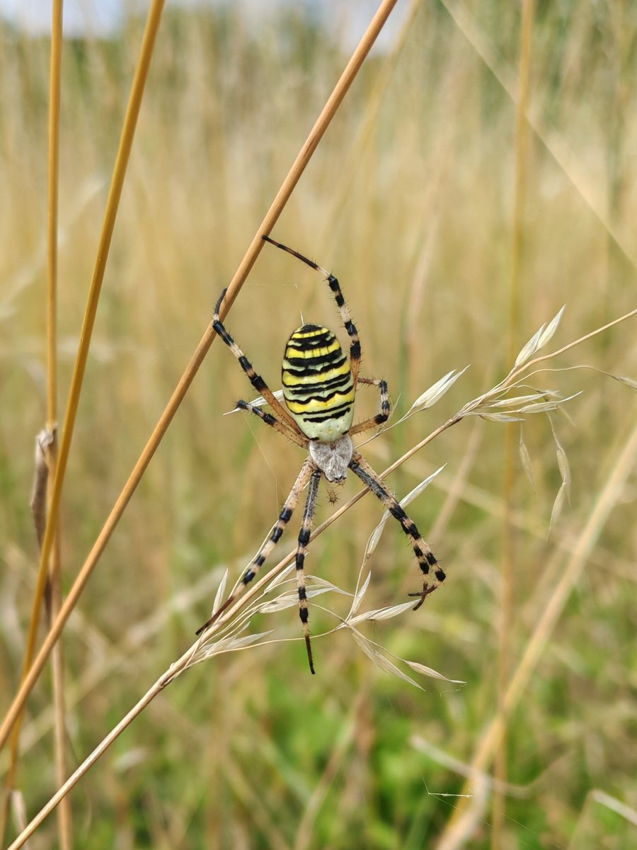 Wasp Spider (Argiope bruennichi) at Maidstone's Weavering Heath. A large green space on a 1980s housing estate, it was recently designated a Local Nature Reserve by Maidstone Borough Council.🌳 <a href="/BritishSpiders/">BAS</a> <a href="/maidstonebc/">maidstonebc</a> <a href="/NESussexandKent/">Natural England - Sussex and Kent Team</a> <a href="/KentWildlife/">Kent Wildlife Trust</a> <a href="/KentFieldClub/">Kent Field Club</a> <a href="/LGSpace/">Little Green Space 🦋</a>