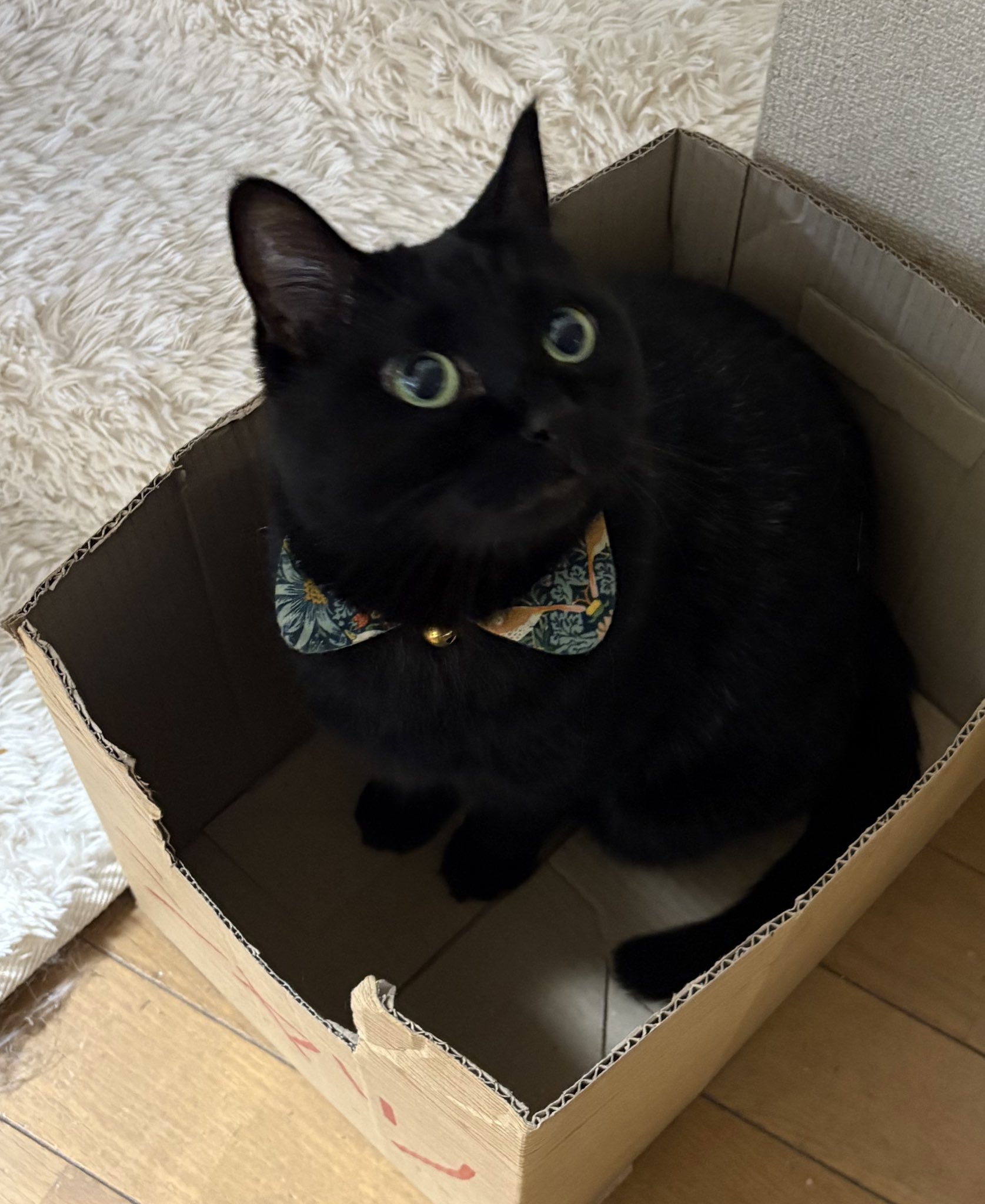 ねこページです♡ せのん🦀 on X: