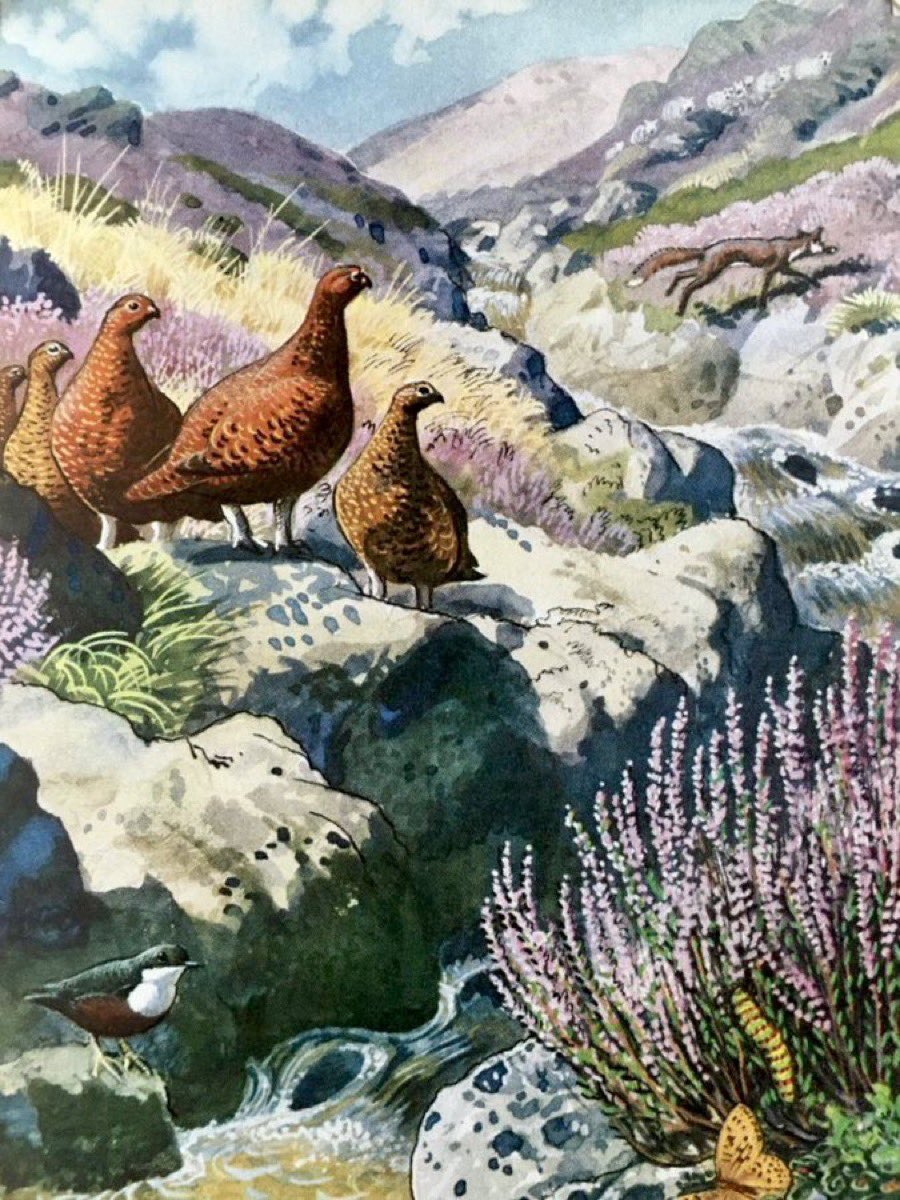 “On the moorlands crystal clear streams run between boulders. Small waterfalls and rapids empty into pools”
Writer: EL Grant Watson 
Artist: CF Tunnicliffe
(What to Look for in Summer, 1960)