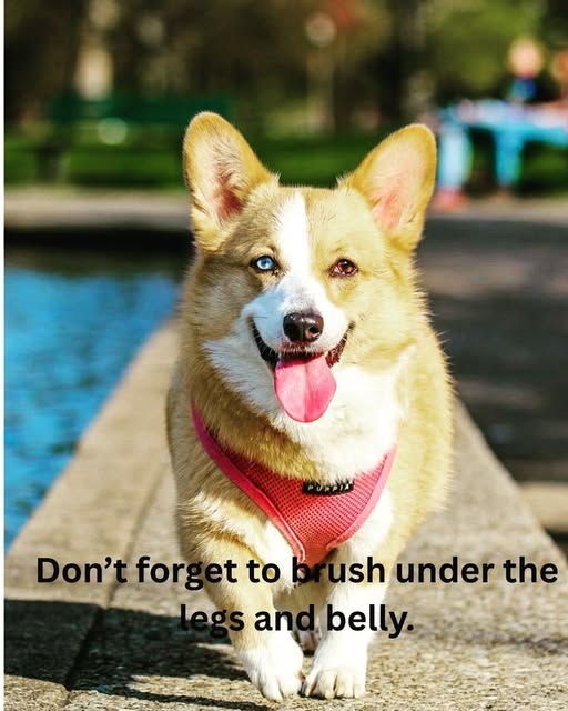 JosephineK1761's tweet image. Don&apos;t forget to brush under the
legs and belly.
#CorgiPuppy #CorgiVibes #Corgiinator #HappyCorgi #CorgiStyle #PrincessWelshCorgi