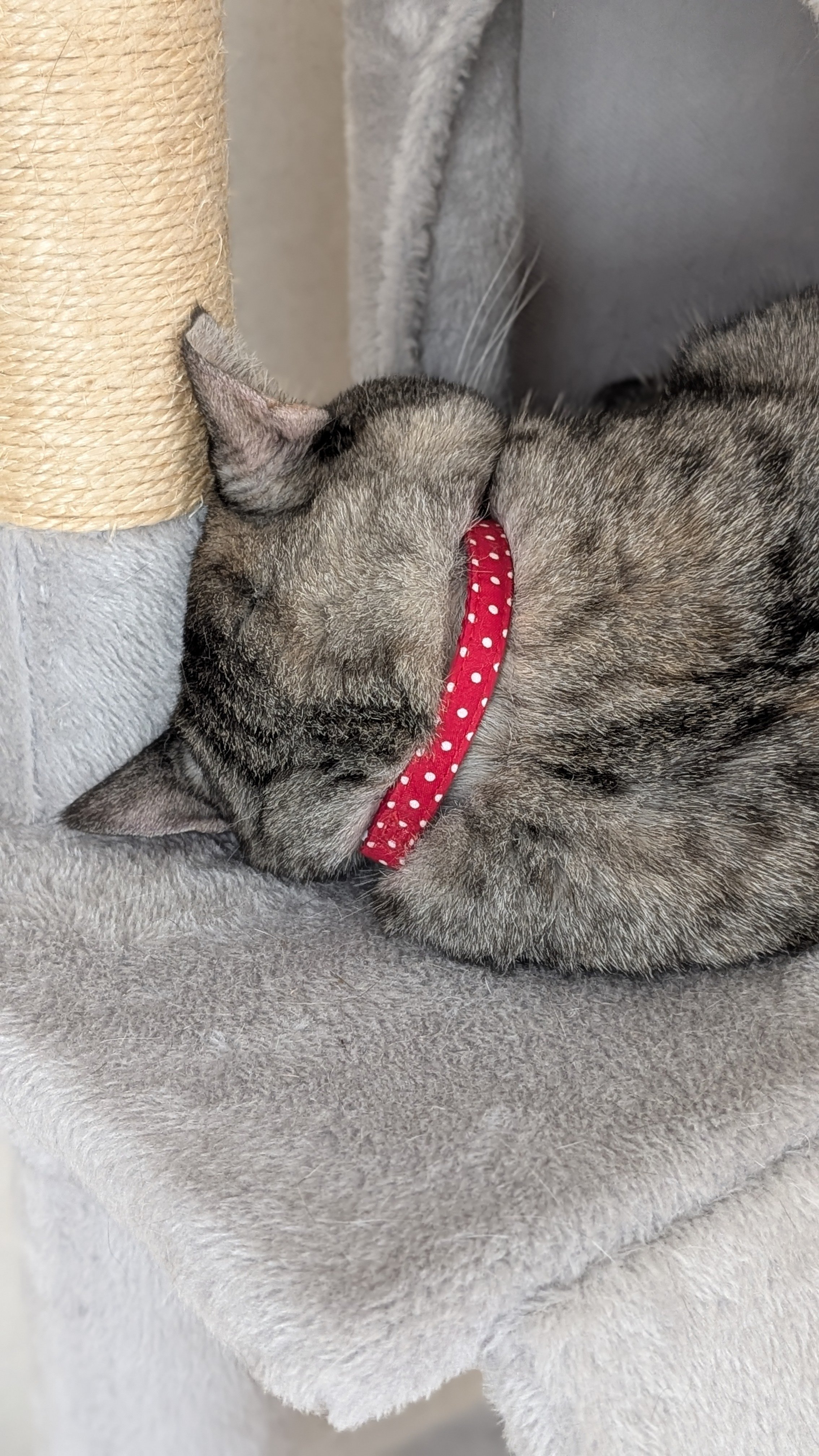 猫ぷぷ 適応力が高いまるさん。Maru's highly adaptable! | 私信 まるです。