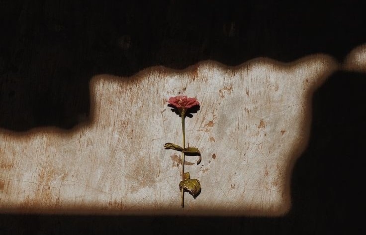 "Yerine düşen gül,
Düşmeyen kül olur."