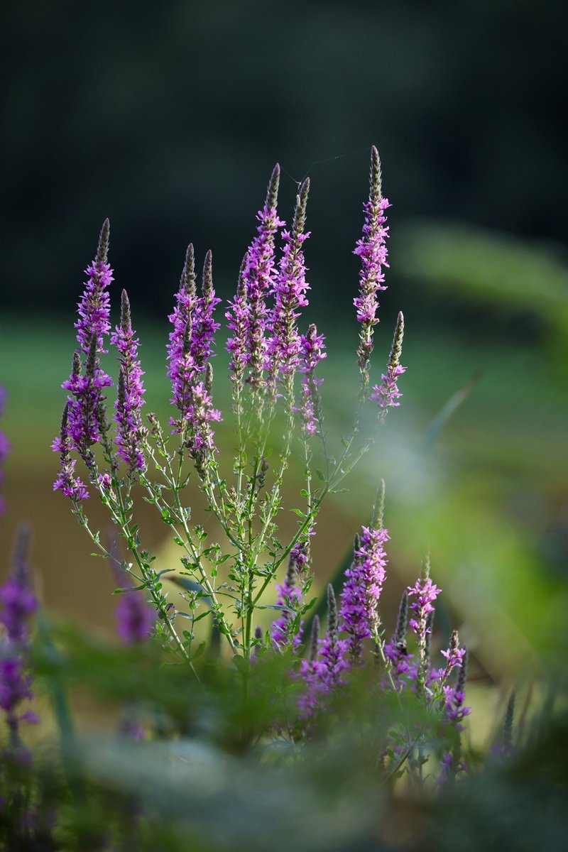 Nature pic for today: Purple loosestrife on the Common