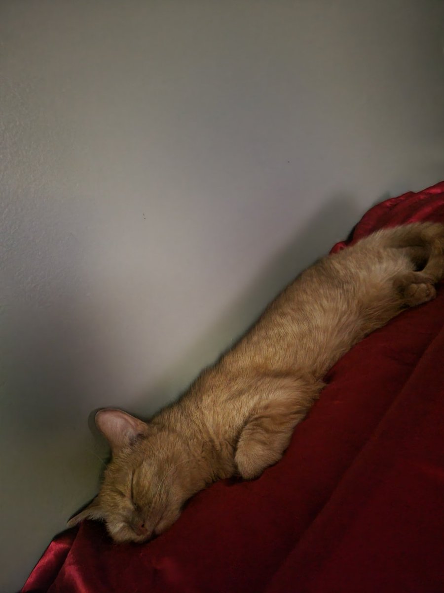 g0thmonalisa's tweet photo. This morning, my baby Abigail passed away unexpectedly. Due to this sudden loss, I was not prepared for her cremation expenses. If anyone is able to help, I would greatly appreciate it. I'm still in a shock atm &amp; not sure how I'm going to handle this. I've raised her for 13yrs. https://t.co/cSYTj0Xtcp