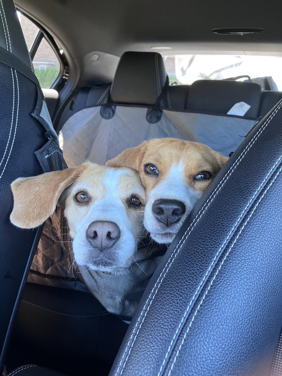 迎え呼んだら､
ハナココもきた。
#BBQ #ビーグル #beagle