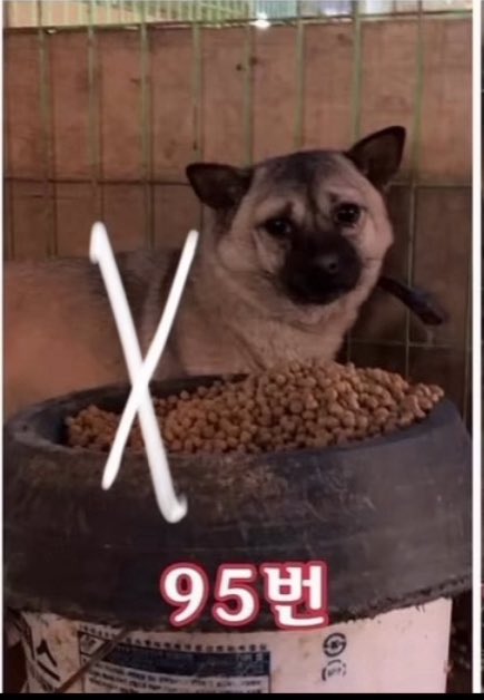 선택과 집중해야되는 것 잘 아는데.. X표시 너머로 보이는 저 표정이 너무 아른거려서 포기는 이른 것 같아서 조금이라도 가져와봤어요 입질이있거나 대견관계가 안좋을 수 있는(이것도 제대로 생활다운 생활을 해본게 아니라서 몰라요) 1순위 안락사 확정 X애들이에요 91번순돌이와 95번이에요