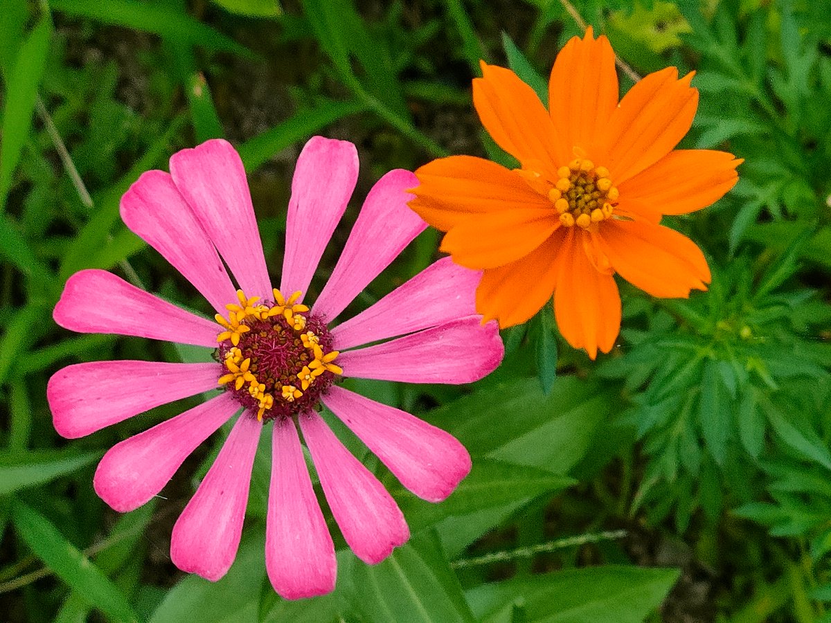 花y…ページです•*¨*•.¸¸☆ 花が好き - Search / X