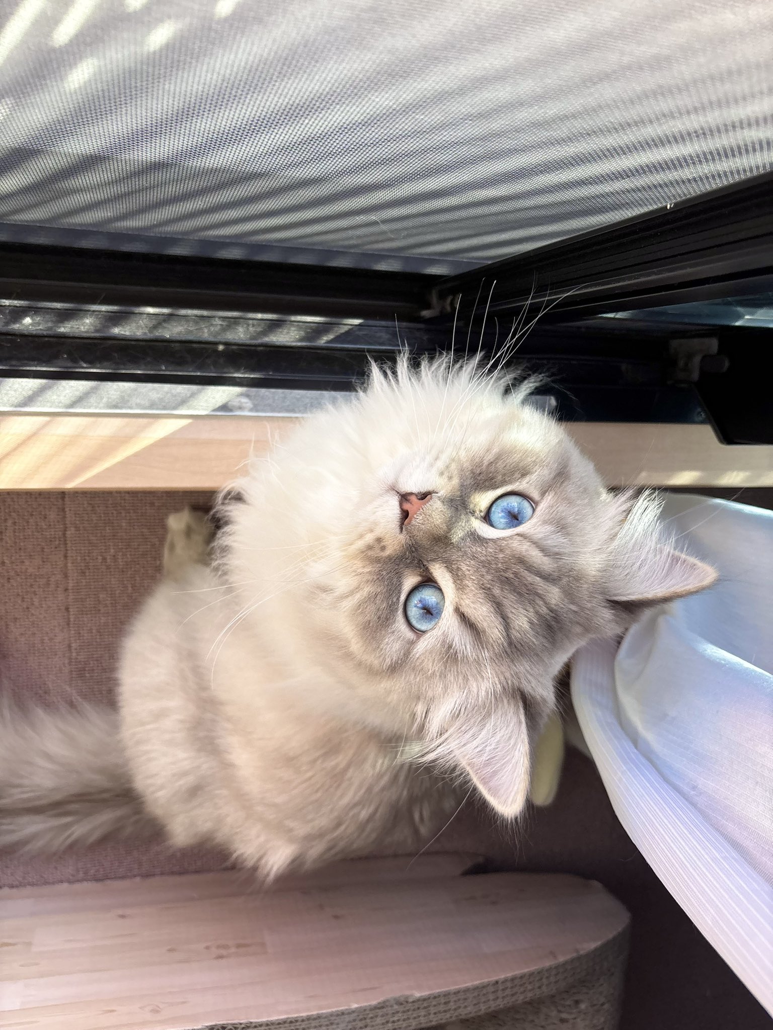 ねこまる^._.^即購入OK おこめまる🐾/okomemaru🐾 on X: 