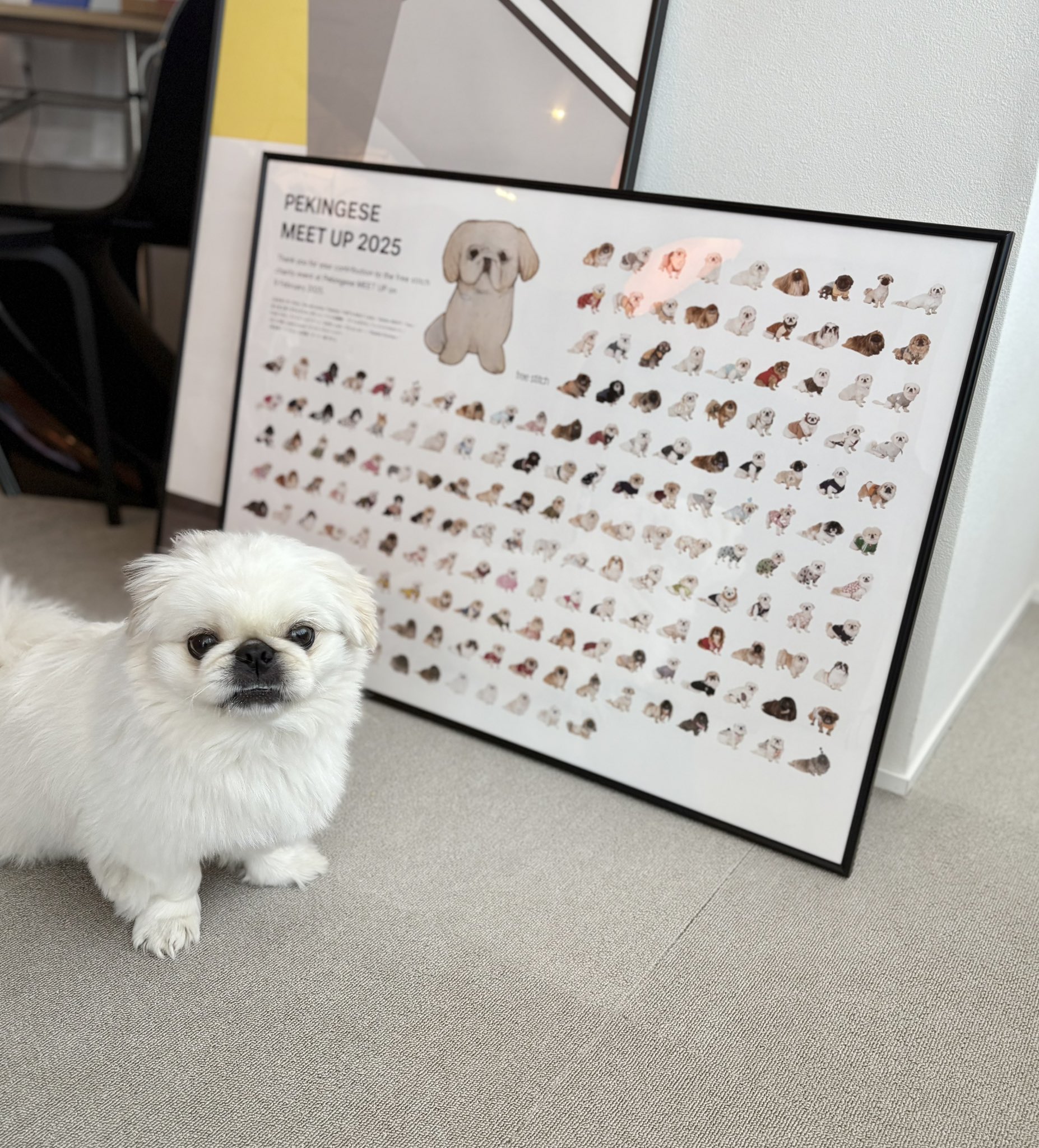 ペキニーズ書籍4冊セット 本 洋書 写真 pekingese PEKINGESE Pekingese with various coat colors - Stock Illustration