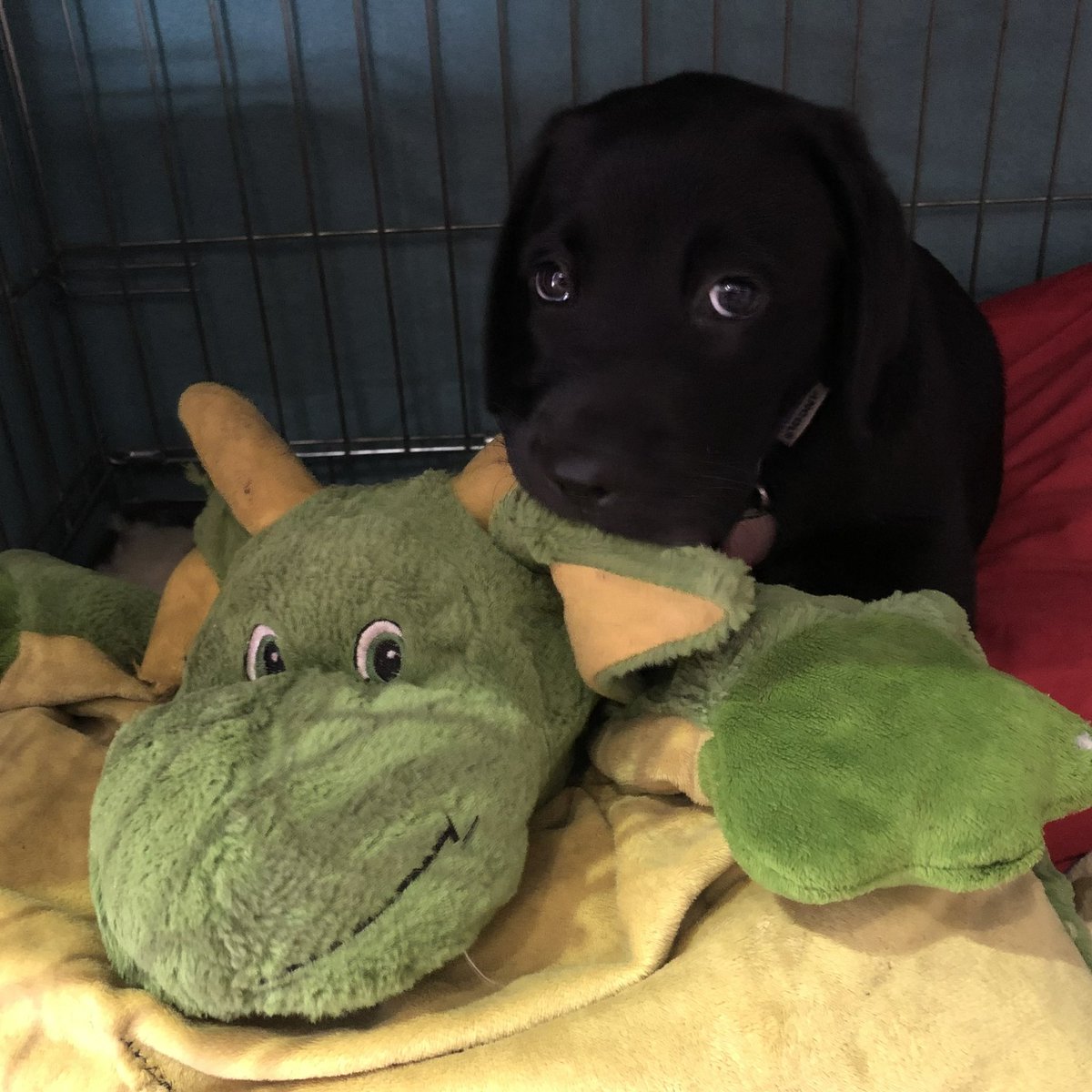 hd_puppy's tweet image. It’s 4 years today since Guinness (on the right) arrived to start his training ❤️