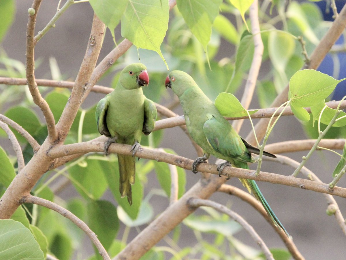 JacquilineS1975's tweet photo. #HappyFriendshipDay to all my twitter friends😊
“Sometimes talking to your best friend is the only therapy you need.”
- Anonymous
🦜
#SundayMotivation #birdwatching #indiaves #birds #ThePhotoHour #TwitterNatureCommunity #parakeet #saveparrots #balconybirding
#FriendshipDay2025 https://t.co/PqrJs1aT0j